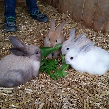 Kampfl Konukevi Fügen